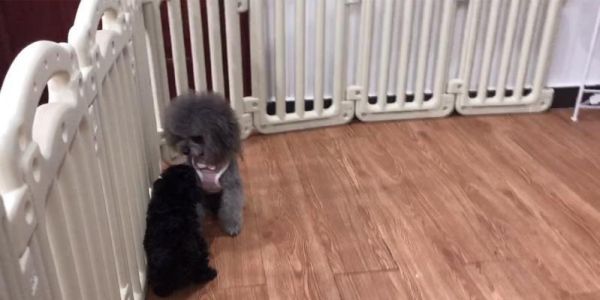 泰迪小狗需要多少天断奶？