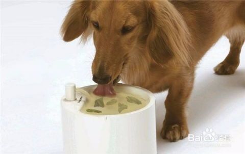 “狗狗风湿,这几种食物来帮忙!”