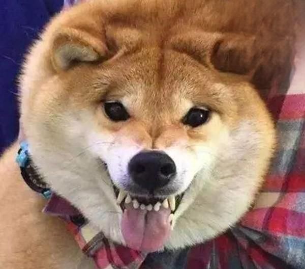 狗狗肠胃不好,应该怎么用食物调理?
