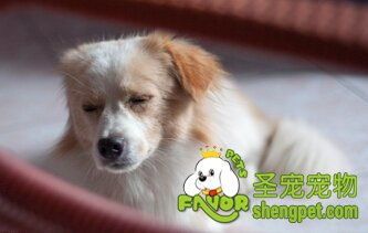 狗翻肠子食疗秘籍:天然食材助康复