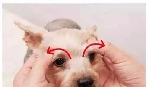 狗狗消炎小妙招,轻松应对炎症困扰!