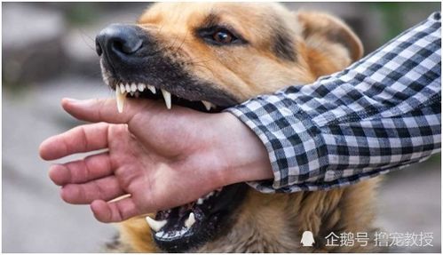 狗狗消炎小妙招,轻松应对炎症困扰!