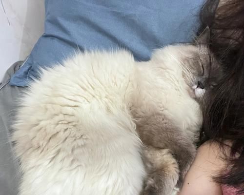 猫毛过敏该吃什么药？解析有效药物和使用方法（针对猫毛过敏的合适药物及其作用、副作用和使用注意事项）