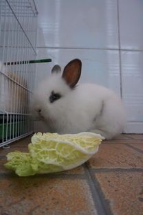 宠物兔一般能活多久?
