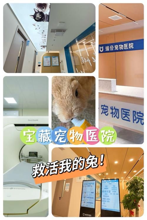 昆明宠物兔医院-昆明哪家宠物医院可以看兔子