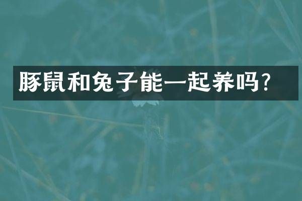 豚鼠和兔子能一起养吗？