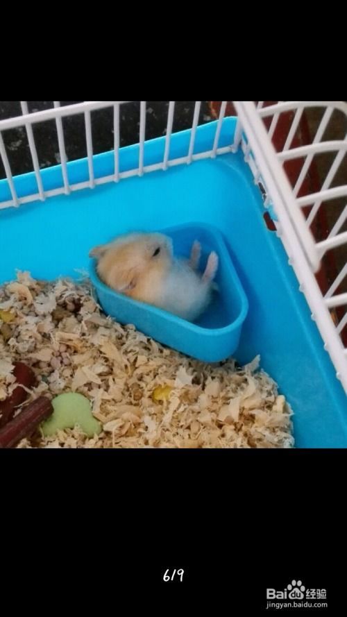 养仓鼠需要准备什么物品?