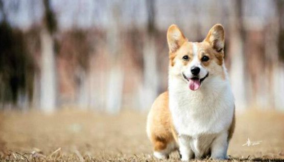 图片[1] - 世界十大最萌的狗，比熊犬萌化人心排第三（优秀名利双收） - 醉梦生活网