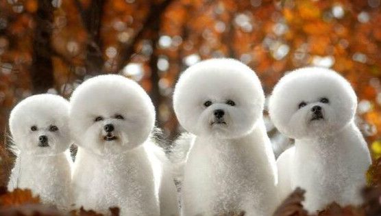 图片[3] - 世界十大最萌的狗，比熊犬萌化人心排第三（优秀名利双收） - 醉梦生活网