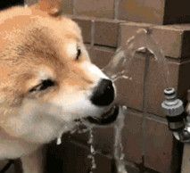 图片[9] - 世界十大最萌的狗，比熊犬萌化人心排第三（优秀名利双收） - 醉梦生活网