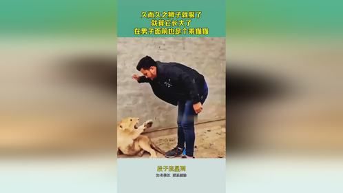 久而久之狮子就服了，就算它长大了，在男子面前也是个乖猫猫！