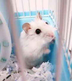 仓鼠身上肉球怎么处理?