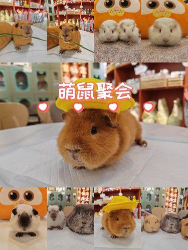 “卡皮巴拉”的线下见面会