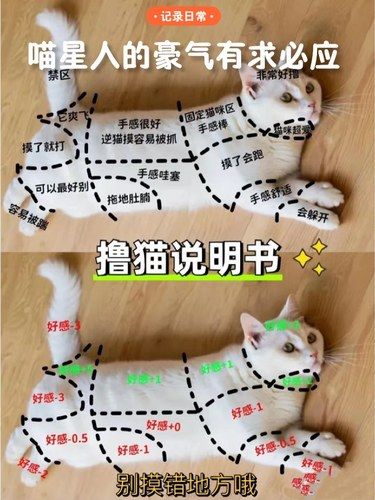 喵星人的豪气有求必应