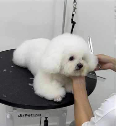 宠物美容专家来啦