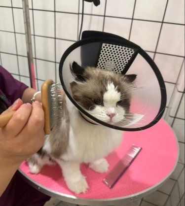 喵星人的美容院日常