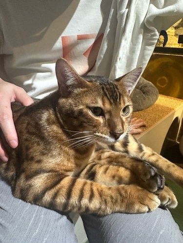 撸猫撸宠