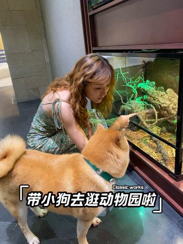 好幸福！这里是小狗可以逛的动物园！