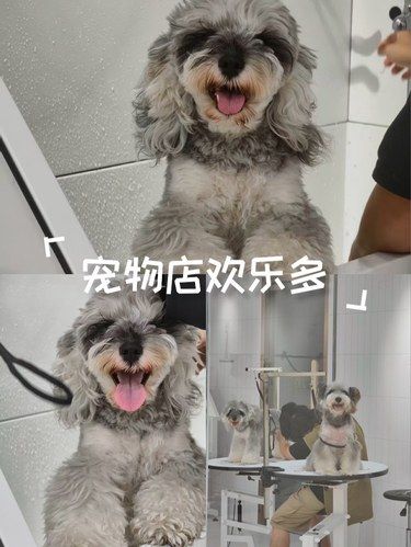 锦江区新开业的宝藏宠物店