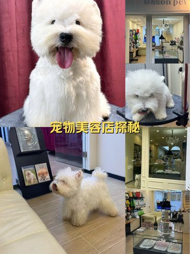 毛孩子变美！大顺宠物太靠谱了