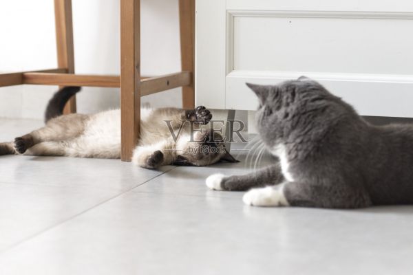 暹罗猫和短毛猫照片摄影图片