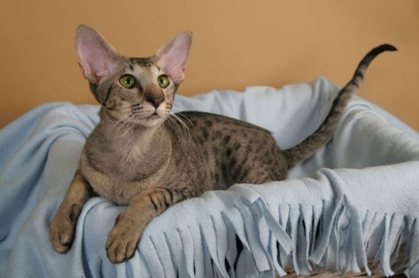 东方短毛猫：优雅与活力的化身