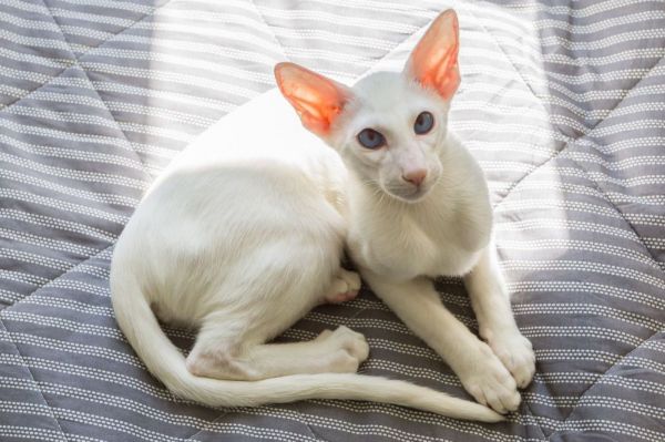 东方短毛猫：优雅与活力的化身