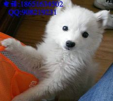 银狐饲养，营养均衡，健康相伴