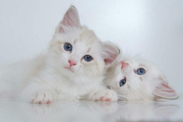 猫咪健康饮食指南!从挑选到补充,最完整猫饲料推荐大解析
