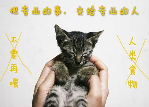 追求营养均衡，口感丰富，适合猫咪口味。