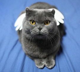 长期猫粮易致营养不均衡。