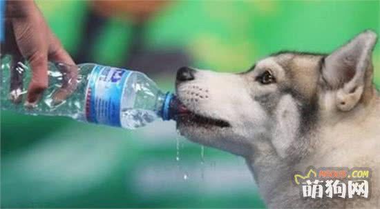 狗狗不能喝矿泉水吗？狗狗喝什么水最好？