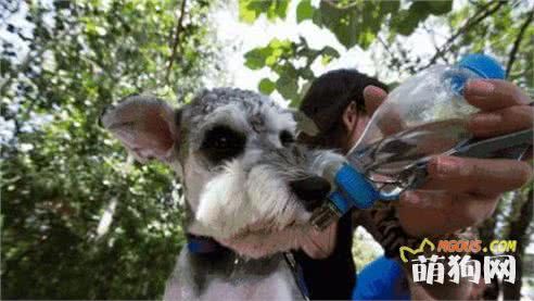 狗狗不能喝矿泉水吗？狗狗喝什么水最好？