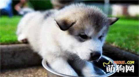 狗狗不能喝矿泉水吗？狗狗喝什么水最好？