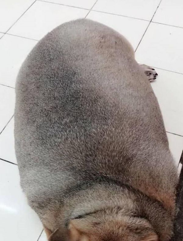 狗为什么不能吃油大？（了解狗不能食用油大的原因与危害）