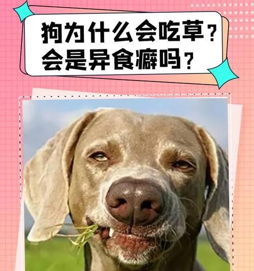 狗为什么不能吃油大？（了解狗不能食用油大的原因与危害）