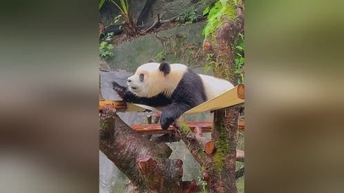 憨态可掬的大熊猫重返展馆，为你带来惊喜与欢乐！