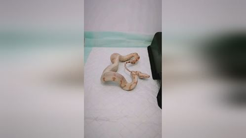 当#蛇蛇 发生便秘#爬宠日常 #宠物蛇 #红尾蚺 #宠物医疗