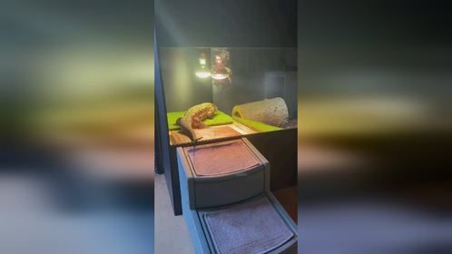憨憨的#泰加蜥 ，小胖子还是挺灵活的。#爬宠 #异宠#巨蜥