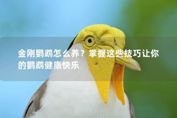 金刚鹦鹉怎么养？掌握这些技巧让你的鹦鹉健康快乐