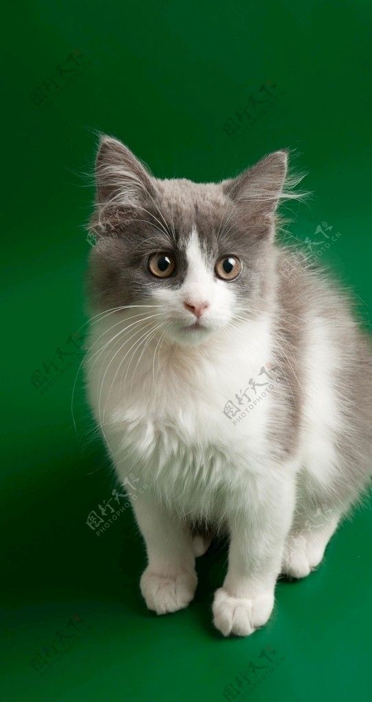 小猫