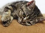 猫咪正确使用猫抓板的十个原则
