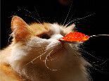猫咪为啥喜欢猫薄荷