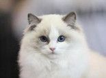 家里的母猫乱撒尿该怎么办