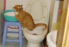 训练猫咪良好上厕所的习惯