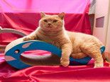 选择猫咪喜欢的猫抓板