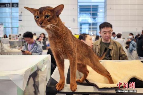 图为现场展示的阿比西尼亚猫。中新社记者 佟郁 摄