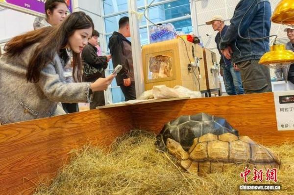 图为观众用手机拍摄大型爬宠。中新社记者 佟郁 摄