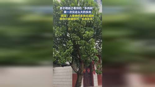 男子晒自己看到的“多肉树”，第一次见这么大的多肉