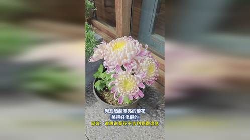 网友晒超漂亮的菊花，美得好像假的，网友：谁再说菊花不吉利我跟谁急